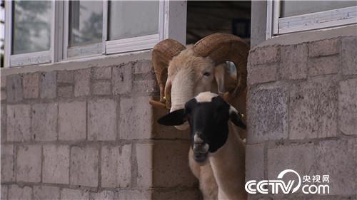 市场低迷 他靠神奇树叶让羊价翻两倍(2016.11.22)