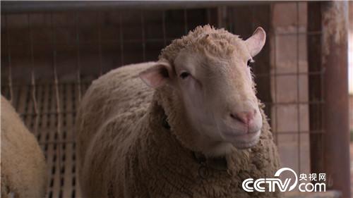 市场低迷 他靠神奇树叶让羊价翻两倍(2016.11.22)