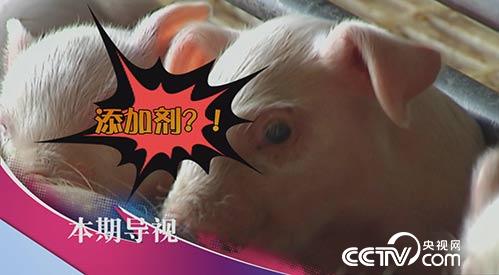 食尚大转盘：&ldquo;小鲜肉&rdquo;闯江湖 11月27日