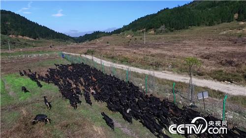 海归小伙发羊财 从7.5万元买一只羊开始(2016.11.29)