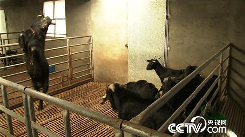 海归小伙发羊财 从7.5万元买一只羊开始(2016.11.29)