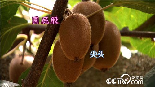 网络主播年赚300万元的背后(2016.12.06)