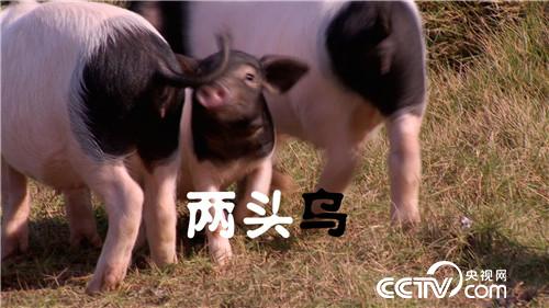 飞行员恋上熊猫猪(2016.12.14)