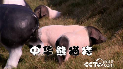 飞行员恋上熊猫猪(2016.12.14)