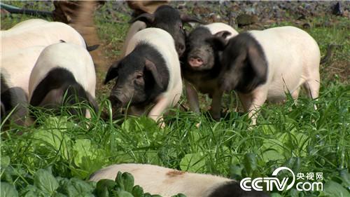 飞行员恋上熊猫猪(2016.12.14)