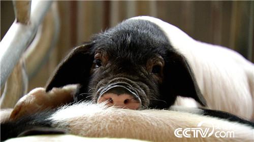 飞行员恋上熊猫猪(2016.12.14)