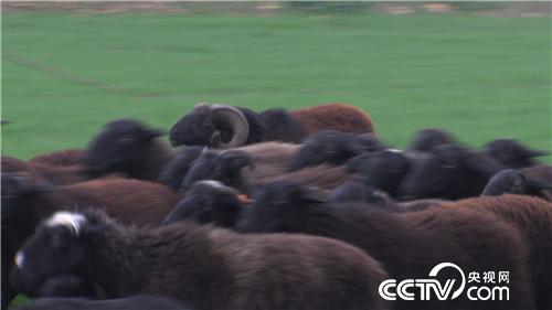 致富经：挣钱就靠黑家伙 12月19日