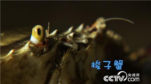 致富经：螃蟹进棚 凭啥3个月净赚500多万元 12月20日