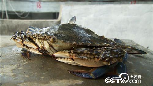 螃蟹进棚 凭啥3个月净赚500多万元(2016.12.20)