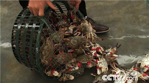 螃蟹进棚 凭啥3个月净赚500多万元(2016.12.20)