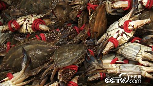 螃蟹进棚 凭啥3个月净赚500多万元(2016.12.20)