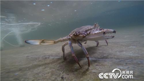 螃蟹进棚 凭啥3个月净赚500多万元(2016.12.20)