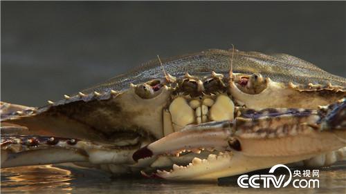 螃蟹进棚 凭啥3个月净赚500多万元(2016.12.20)