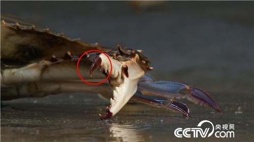 螃蟹进棚 凭啥3个月净赚500多万元(2016.12.20)