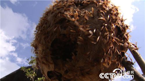 杀人蜂带来的千万财富(上) (2016.12.21)