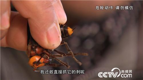 杀人蜂带来的千万财富(上) (2016.12.21)