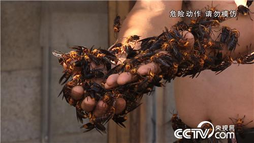 杀人蜂带来的千万财富(上) (2016.12.21)