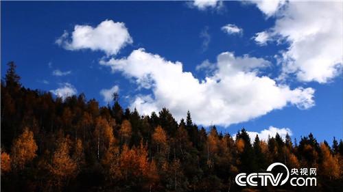 杀人蜂带来的千万财富(上) (2016.12.21)