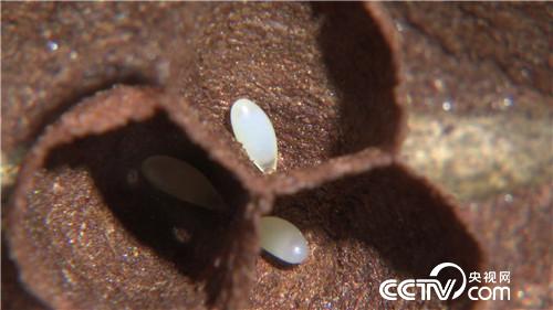 杀人蜂带来的千万财富(上) (2016.12.21)