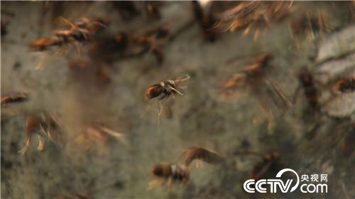 杀人蜂带来的千万财富(下)(2016.12.22)