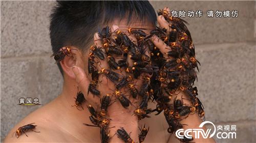 杀人蜂带来的千万财富(下)(2016.12.22)