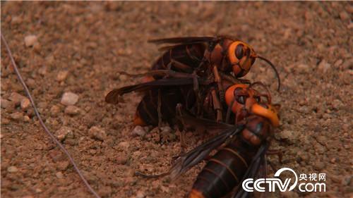 杀人蜂带来的千万财富(下)(2016.12.22)