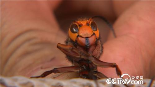 杀人蜂带来的千万财富(下)(2016.12.22)