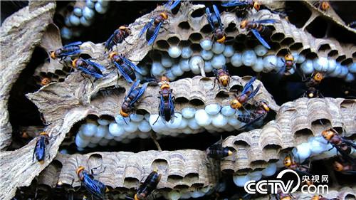 杀人蜂带来的千万财富(下)(2016.12.22)