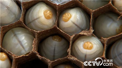 杀人蜂带来的千万财富(下)(2016.12.22)