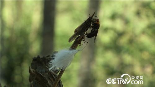 杀人蜂带来的千万财富(下)(2016.12.22)