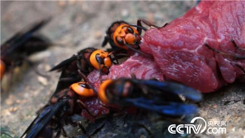 杀人蜂带来的千万财富(下)(2016.12.22)