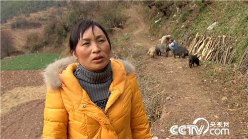 致富经：三年等一回 一根猪腿2000多 12月23日