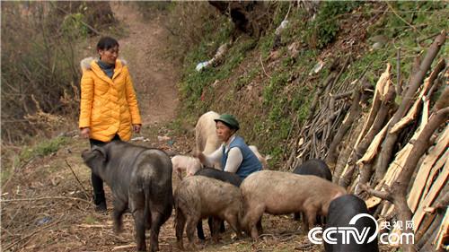 三年等一回 一根猪腿2000多(2016.12.23 )