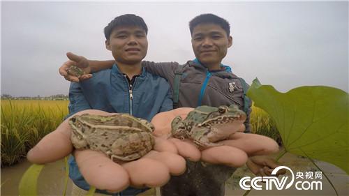 致富经：兄弟齐心养青蛙 1月4日