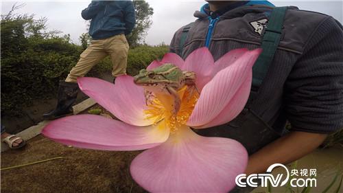 致富经：兄弟齐心养青蛙 1月4日