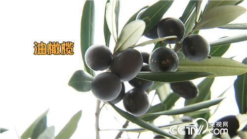 难吃果子 年入两千万(20170105)