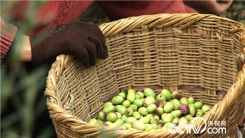 难吃果子 年入两千万(20170105)