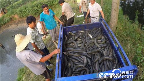 穷小子黑鱼塘捞出500万元(2017.1.9)