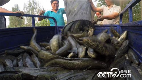 穷小子黑鱼塘捞出500万元(2017.1.9)