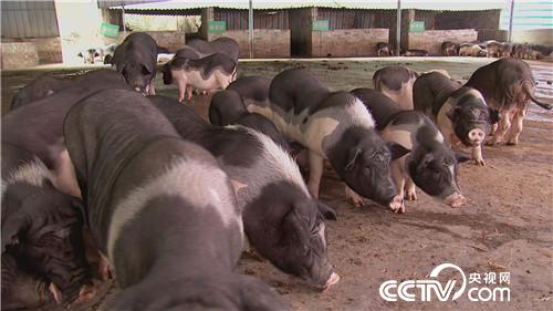 嘿 兄弟 我们一起发财吧(2017.1.10)