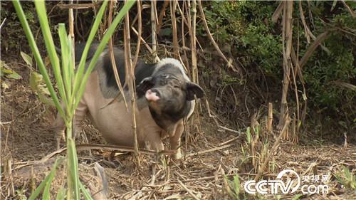 嘿 兄弟 我们一起发财吧(2017.1.10)