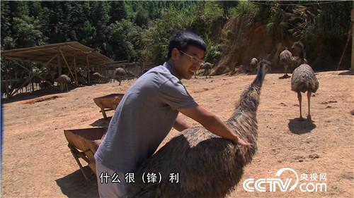 致富经：古老大鸟让他拒绝送上门的500万 1月11日