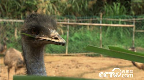 致富经：古老大鸟让他拒绝送上门的500万 1月11日