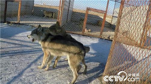 智斗群狼年赚百万(2017.01.12)