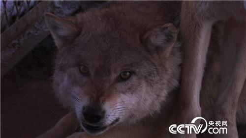 智斗群狼年赚百万(2017.01.12)