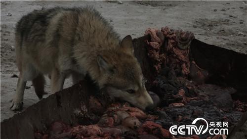 智斗群狼年赚百万(2017.01.12)