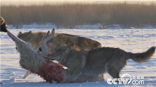 智斗群狼年赚百万(2017.01.12)