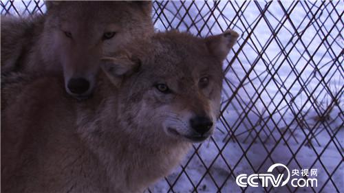 智斗群狼年赚百万(2017.01.12)