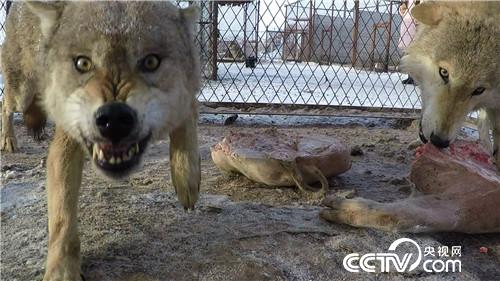 智斗群狼年赚百万(2017.01.12)