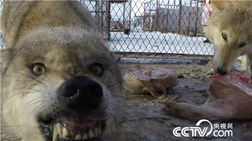 智斗群狼年赚百万(2017.01.12)